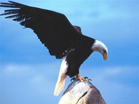 鹰, 飞行, 鸟, 猛禽, 野生动物, 飞, 自然高清大图，无版权商业图片免费下载