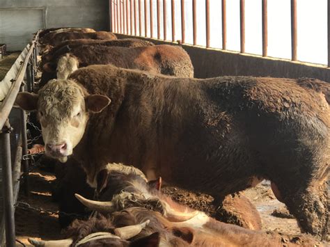 黄牛养殖场 黄牛牛苗价格批发价格 山东菏泽 改良肉牛 牛-食品商务网