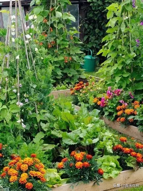 我想有个菜园子计划 | 和孩子一起DIY菜园，让果蔬伴随孩子共同成长！ 预约报名-活动-活动行