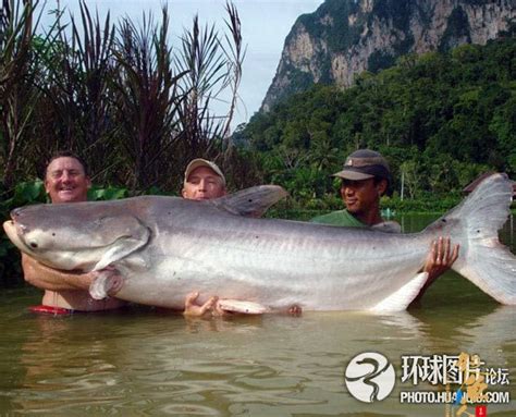 那些渔夫和“巨型鱼”的传说 惊险鱼获图片_中国钓鱼人网