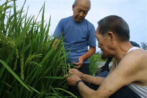 袁隆平团队将全面开展耐盐碱水稻育种工作 | 每经网