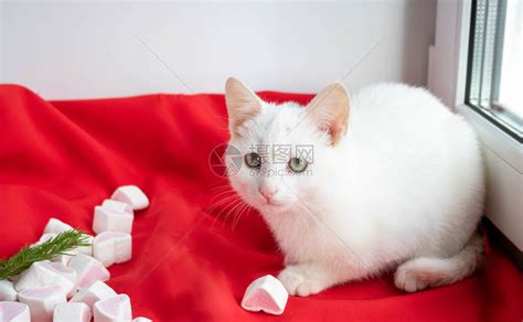 二、白猫品种