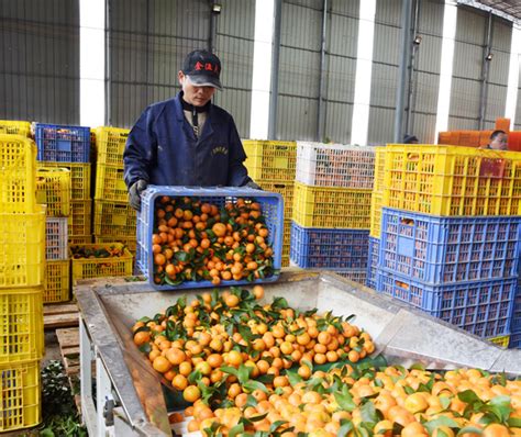 河池宜州：企业创新销售模式拓宽柑橘销路-国际在线