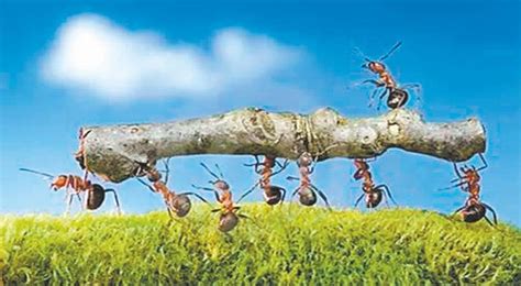 科学家揭开 蚂蚁种群社会性形成之谜-四川科技报