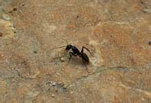 蚍蜉 是什么动物?蚍蜉是蚂蚁吗? | 说明书网