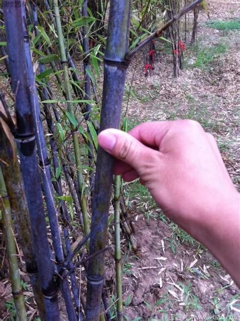 竹子几月份移栽最好-绿宝园林网