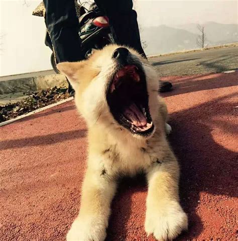 关于狗狗吠叫的问题 – 阿拉斯加犬-天宇基地-官方网站