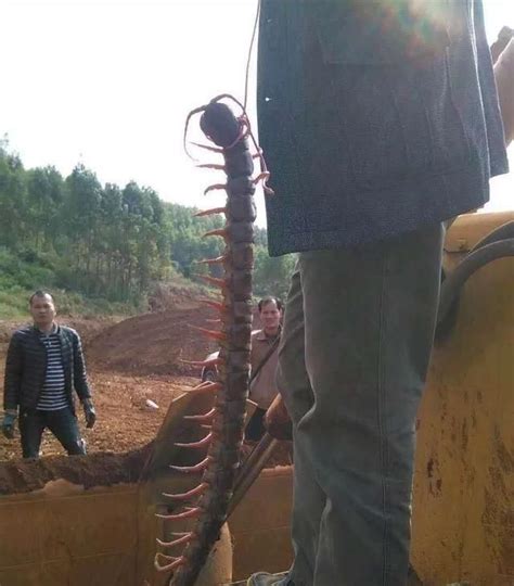 世界上最大的蜈蚣：加拉帕格斯巨人蜈蚣(可达44到46厘米)_奇趣解密网