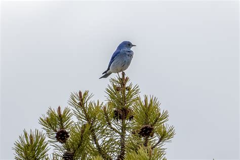 山地蓝知更鸟Muntainbluebird图片