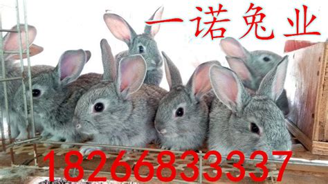 青阳肉兔种兔养殖场_兔子养殖场_一诺兔业