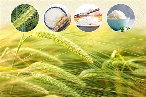 绿色食食品享健康生活农产品海报图片下载 - 觅知网