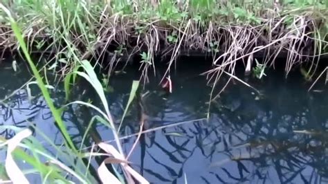 这么黑的小水沟里钓小龙虾，能吃吗？_腾讯视频