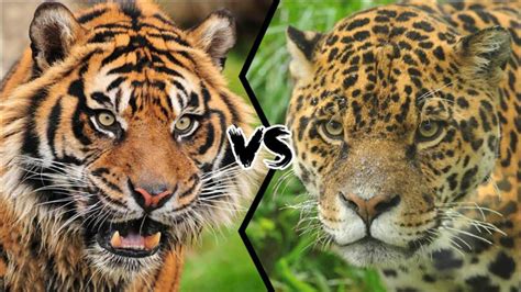 老虎和美洲豹真实打斗视频，本以为是王者，没想到竟只是青铜_腾讯视频