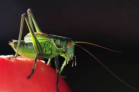 原来，这种昆虫叫“蠼螋”|蠼螋|若虫|昆虫_新浪新闻