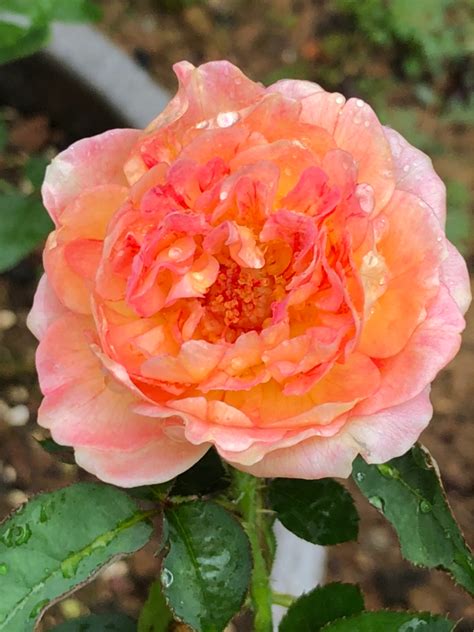 喜欢月季，就选优良品种“罗曼尼·詹森”，花开会变色，甚美！