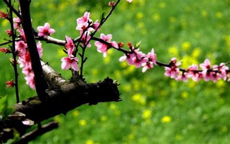 春天树木发芽的诗句有哪些-百度经验