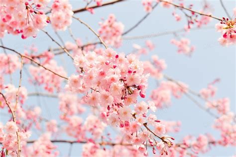 hayasakuma樱花树图片
