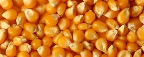 玉米种子发芽率标准 - 农敢网