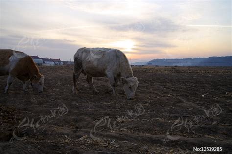 农村的牛高清图片下载_红动中国
