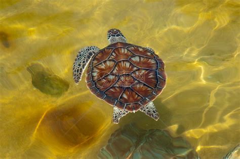 海龟土地走一只红耳滑板乌龟从美洲爬上海岸热带虫类动物高清图片下载-正版图片307871943-摄图网