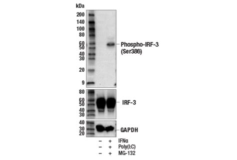 Phospho-IRF-3 (Ser386) (E7J8G) XP® Rabbit mAb | Cell Signaling Technology