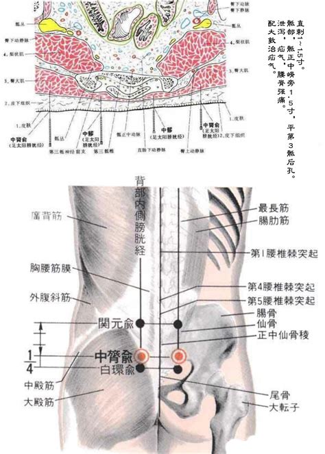 膀胱经经络图图片