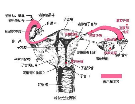 女性阴道图解图片