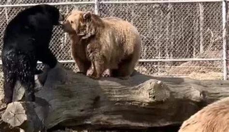 当黑熊遇上棕熊,吓得“口吐芬芳”,“熊样”表现得淋漓尽致|棕熊|黑熊|芬芳_新浪新闻