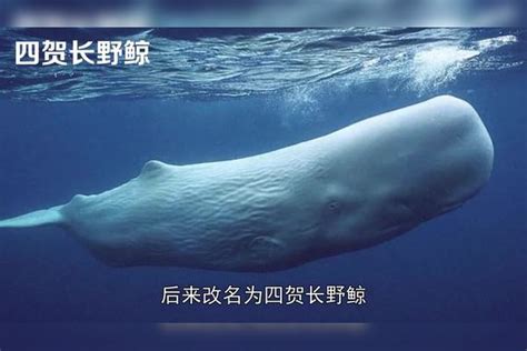 世界上最凶猛的鲸鱼，梅尔维尔鲸已经灭绝_巴拉排行榜