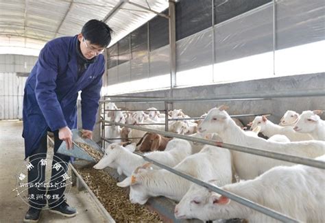 养殖实地 - 蓬溪县向前养羊专业合作社