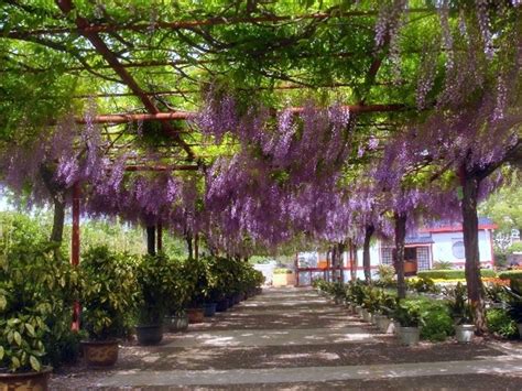 多花紫藤种子树苗爬藤屋顶盆栽花园围墙庭院攀援植物-阿里巴巴