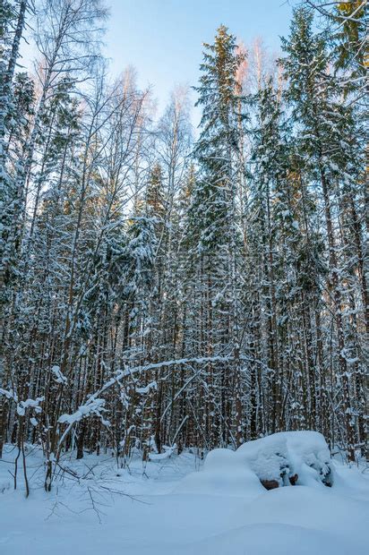 寒冷的冬季森林雪高清图片下载-正版图片504983391-摄图网