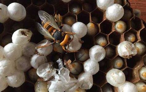 蜂蛹 - 蜜蜂百科 - 酷蜜蜂