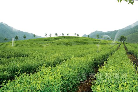 100亩茶园利润多少（100亩茶园一年多少收入- 茶文化网