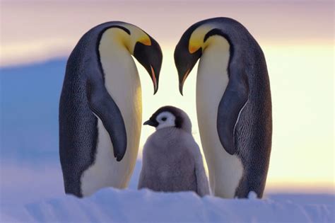 野生动物企鹅高清图片下载-正版图片503889233-摄图网