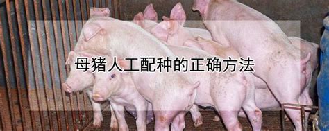 母猪人工配种的正确方法-农百科