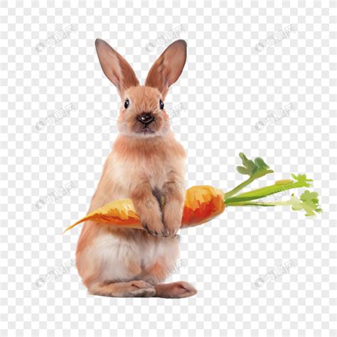 兔子拿着胡萝卜元素素材下载-正版素材401288533-摄图网