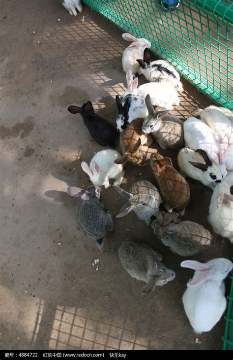 一群小兔子高清图片下载_红动中国