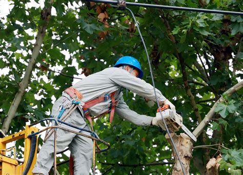 修剪行道树木 保障电网安全