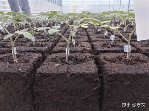 保罗•马森 的图像结果