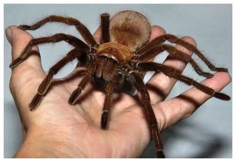 它是体型最大的蜘蛛，同时也是视力最差的蜘蛛，还拥有一项超能力
