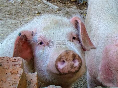 养猪是我国的传统行业，散养户要如何自保？-上海美御