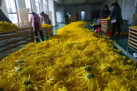 安徽安庆：菊花加工发展“花经济”-人民图片网