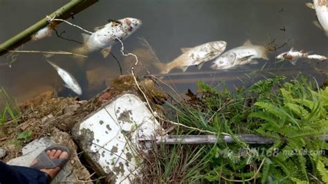 残疾夫妻的鱼塘收入泡汤 一千多斤鱼死亡|鱼塘|鱼|收入_新浪新闻