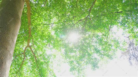 4K夏日阳光下枝繁叶茂的树干MP41080P视频素材下载-编号416936-潮点视频