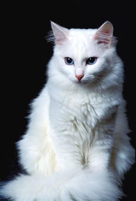 名种猫,名种猫的名称和图片,名贵猫种(第10页)_大山谷图库