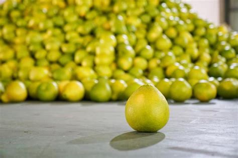 中国柚子看梅州，金柚丰收季，科技赋能，揭开梅州柚子超甜的秘密|梅州市|中国|广东省_新浪新闻