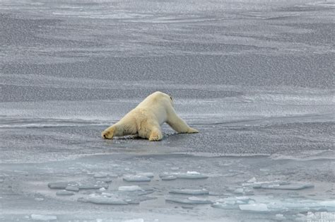 北极都32度了北极熊怎么办！？看完这篇文章，你可以洗洗睡了_国际新闻_环球网