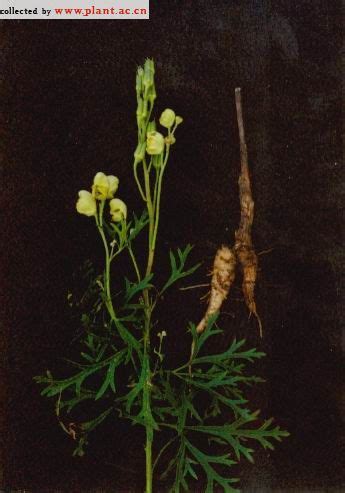 黄花乌头Aconitum coreanum (Lévl.) Rapaics_植物图片库_植物通