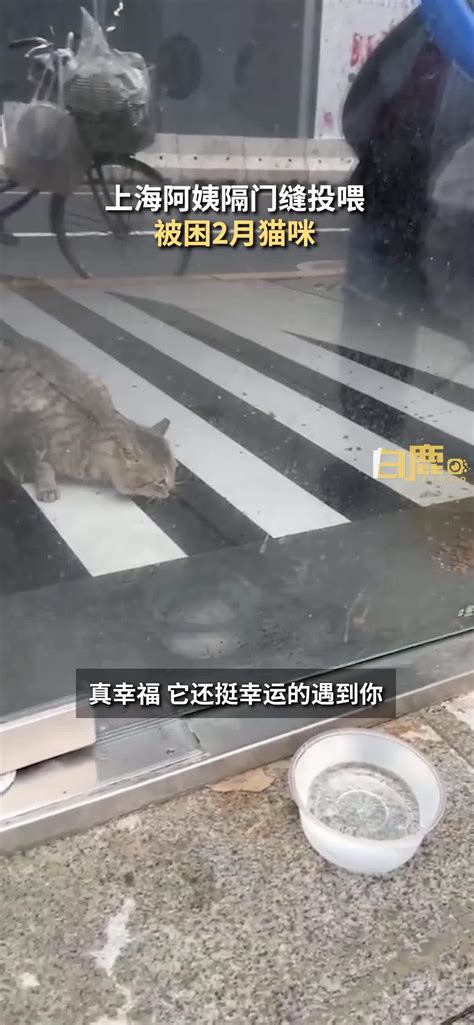 上海阿姨隔门缝投喂被困2月猫咪_凤凰网视频_凤凰网